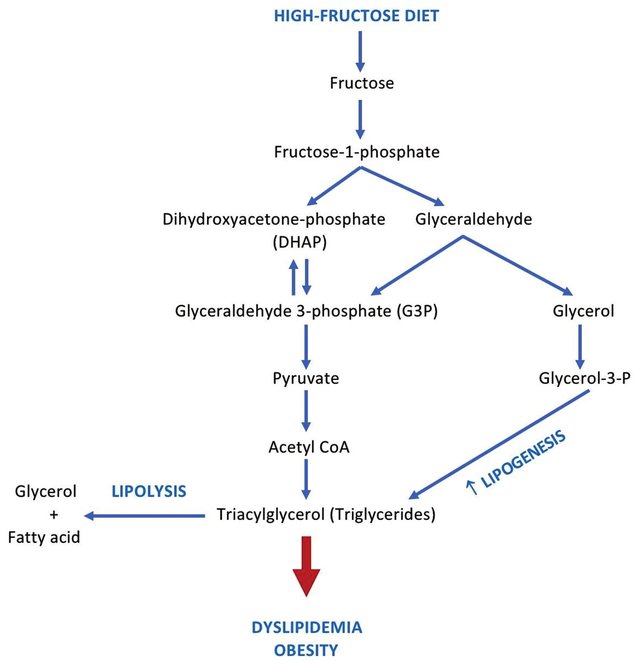 Figure-2-The-pathways-of-fructose-metabolism-19_W640.jpg