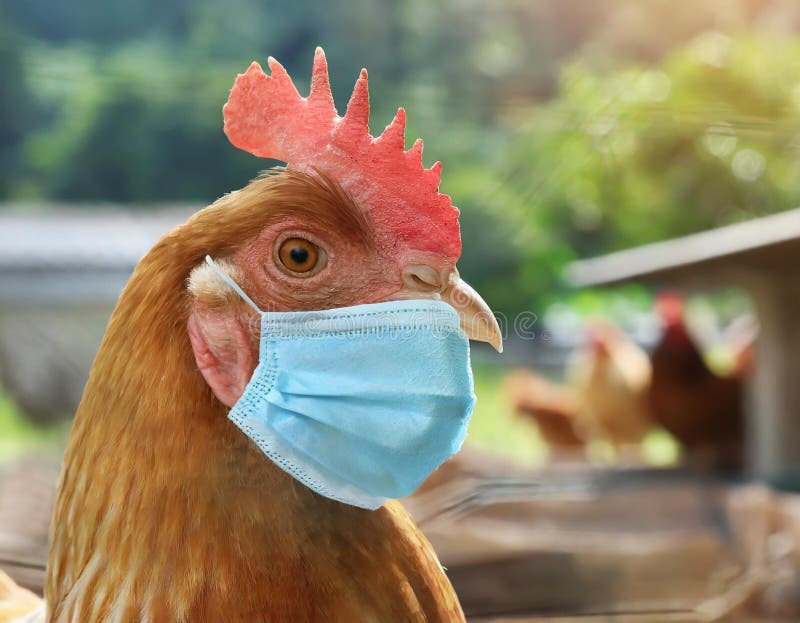 generated-image-chicken-wearing-face-mask-illustration-representing-potential-spread-viruses-animals-to-humans-313608530.jpg